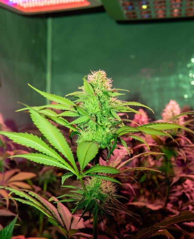 How Far Should Grow Lights Be From The Plants How Far Should Grow Lights Be From The Plants