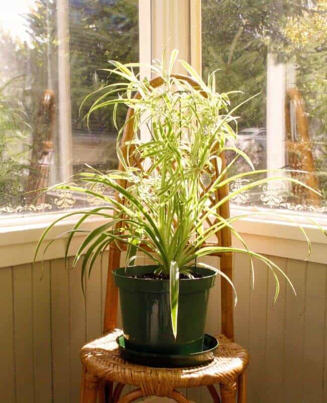 Lighting Issues Causing Brown Tips On Spider Plants Lighting Issues Causing Brown Tips On Spider Plants