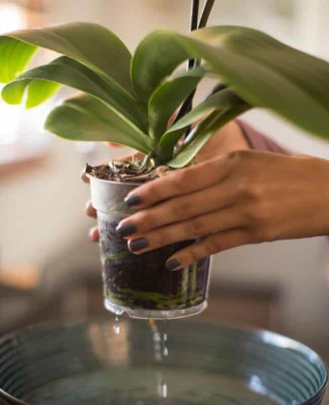 Thoughtful Watering Encourages Orchids To Bloom For Months-2 Thoughtful Watering Encourages Orchids To Bloom For Months-2