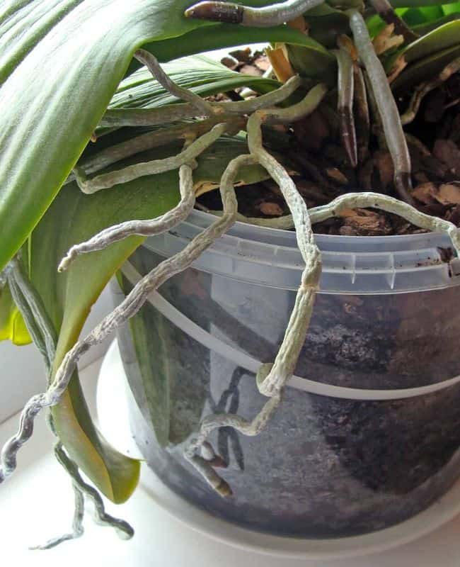 orchids root bound orchids root bound