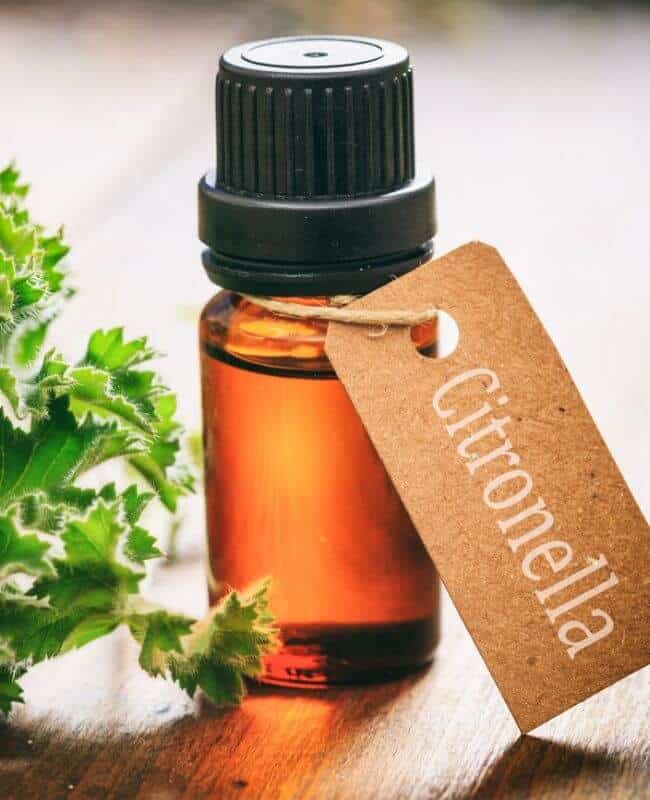 Is Citronella Oil Toxic_ Is Citronella Oil Toxic_