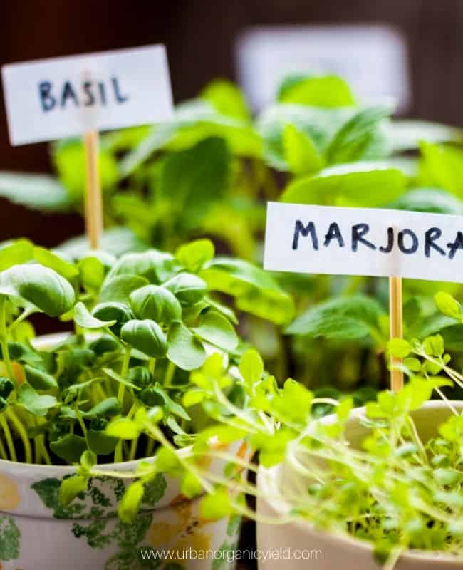 annual Herbs like basil annual Herbs like basil