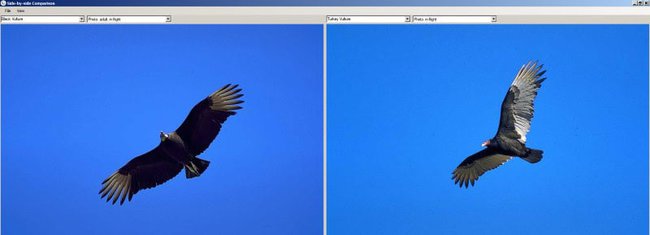 Compare Overhead Views of Vultures compare overhead views of vultures