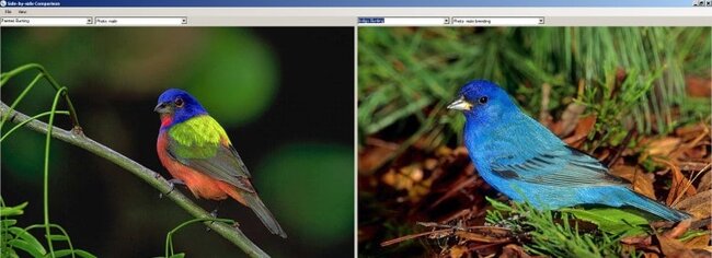 compare 2 buntings compare 2 buntings