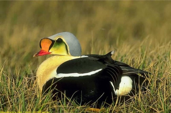 King Eider king eider