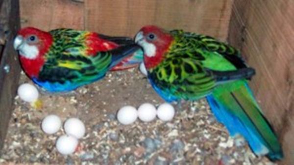 Sarang parkit rosella