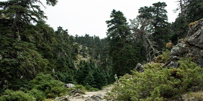 Quejigales – Puerto de los Pilones ruta de contrastes