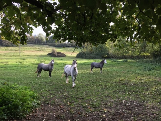 Welsh Ponies