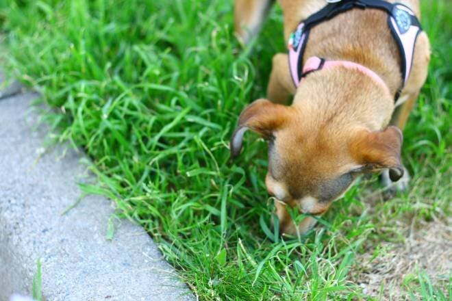 10 consigli utili per prendersi cura del proprio cane