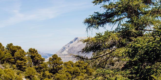 Ruta para conocer los pinsapares de la Sierra de las Nieves. Domingo, 7 de mayo
