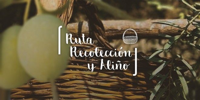 Ruta de recolección de Aceituna Aloreña
