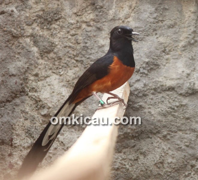 Breeding murai batu H Suwadi Klaten
