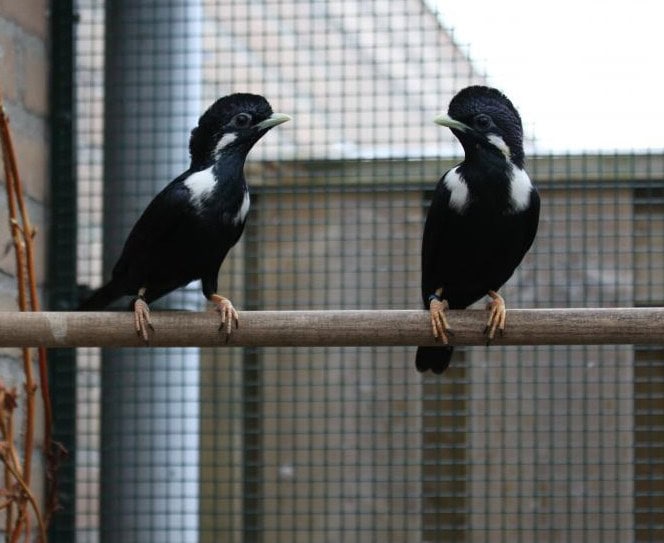 JALAK SULAWESI ( SULAWESI MYNA )