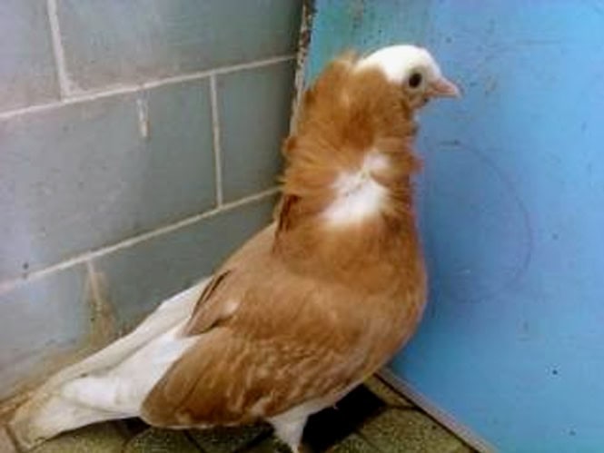 Merpati punkers terlihat dari samping