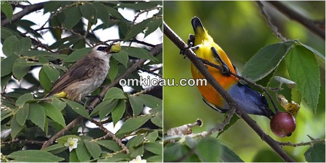 Trucukan dan kemade makan buah ceri