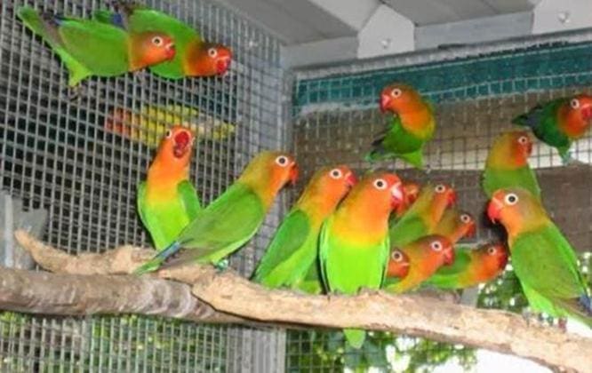 Cara merawat burung lovebird Cara merawat burung lovebird