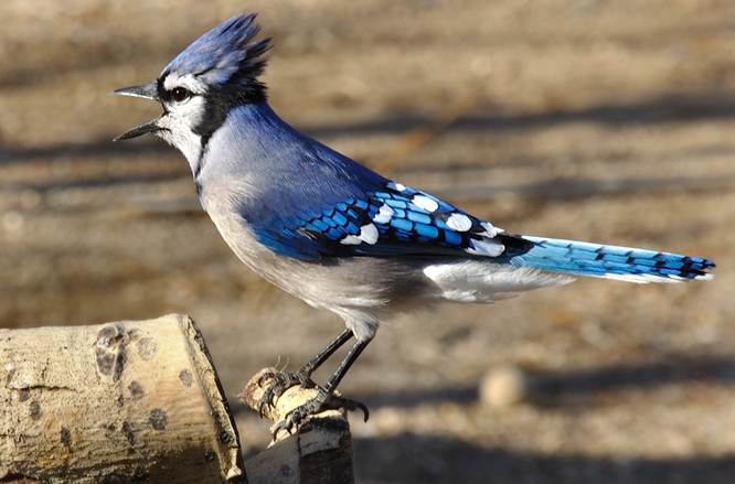 Bluejay berpenampilan cantik tapi suka mencuri