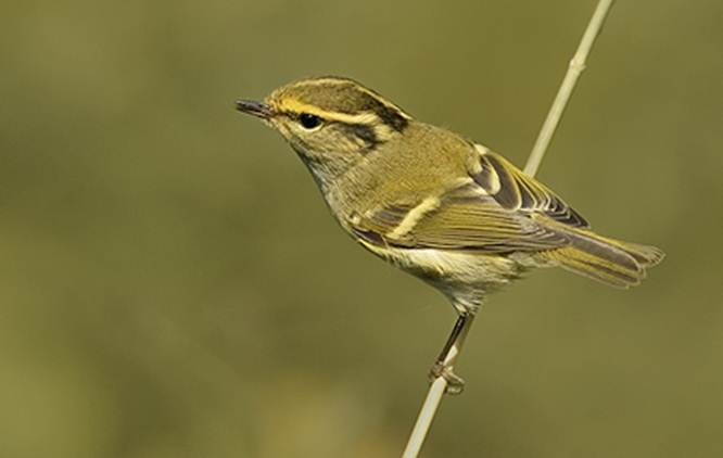 Pallas leaf warbler
