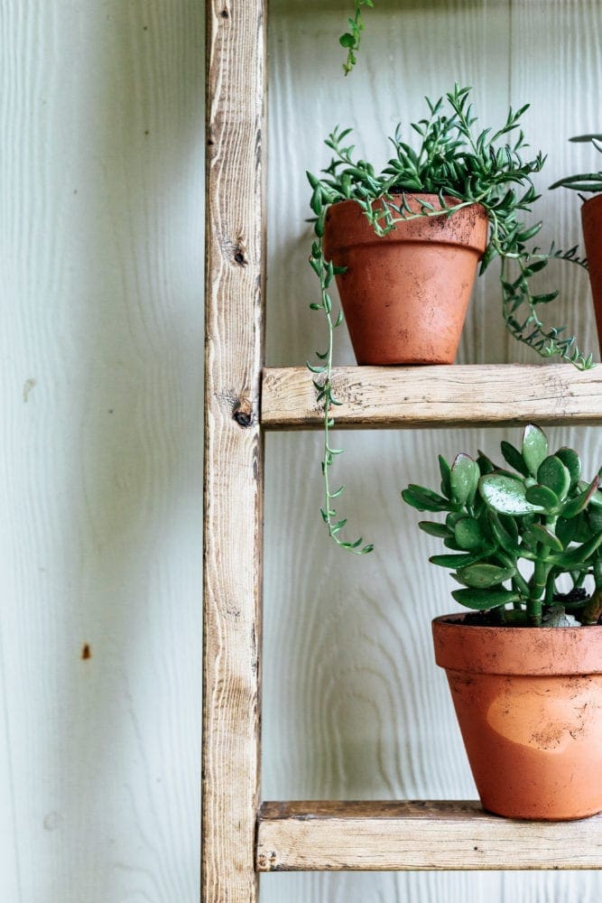plants on rungs of ladder