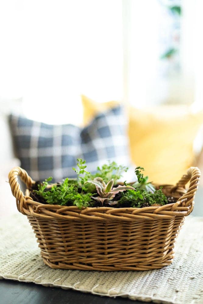 panier avec doublure coco et plantes plantées dedans