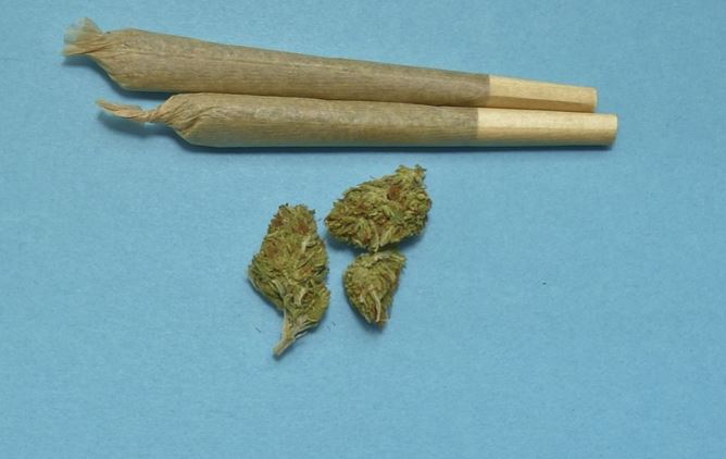 Cannabis