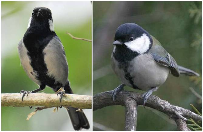 Burung gelatik wingko jantan ( kiri ) dan gelatik wingko betina ( kanan )