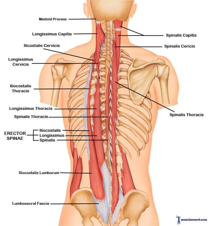 deadlift muscles worked diagram erector spinae
