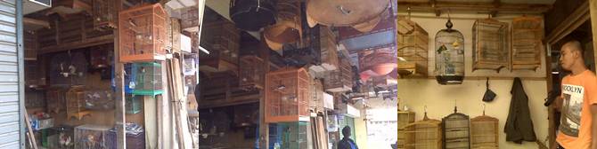 HARGA BURUNG DI BOGOR CENDERUNG STABIL DI AKHIR TAHUN INI