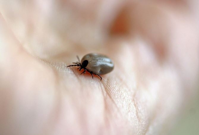 Tick Lyme disease