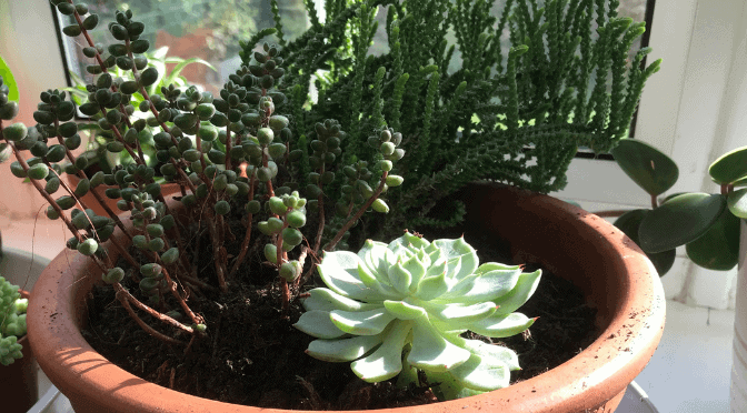 terracotta bowl of succulents