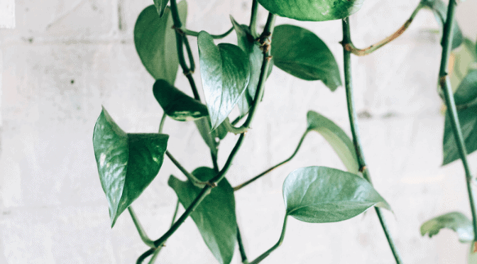 golden pothos