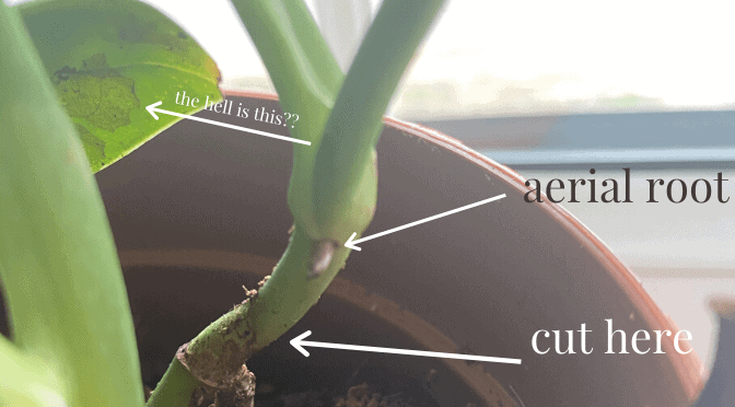 shows where to make the cut to propagate a monstera