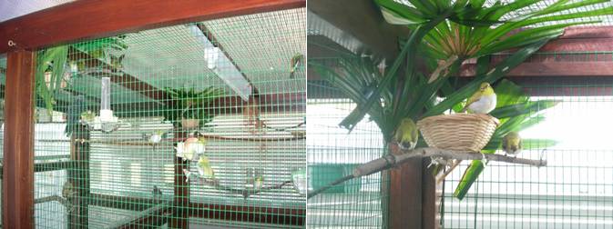 Kandang Pleci Model Aviary Kandang Pleci Model Aviary