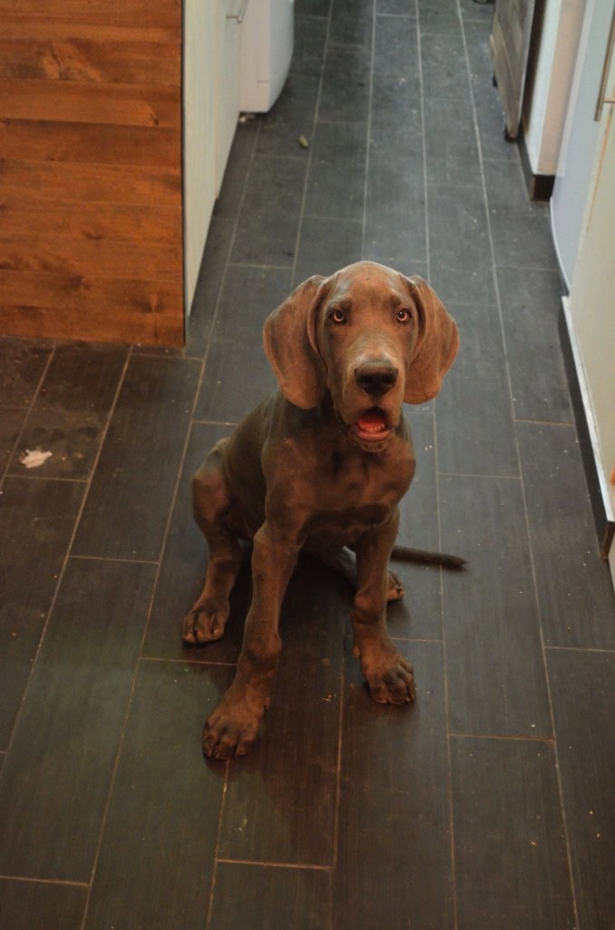 And who would I be without a Denver update. He is now at 45 pounds and th most handsome dog ever in my opinion.