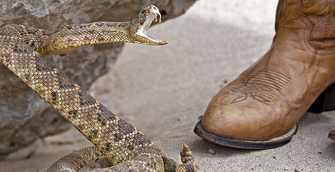 Urgent Care Evaluation for Snakebite Envenomation Urgent Care Evaluation for Snakebite Envenomation