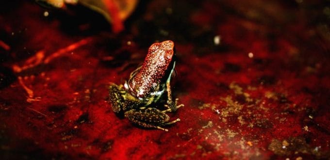 Frogs Of The Amazon Rainforest In Ecuador Shiripuno Amazon