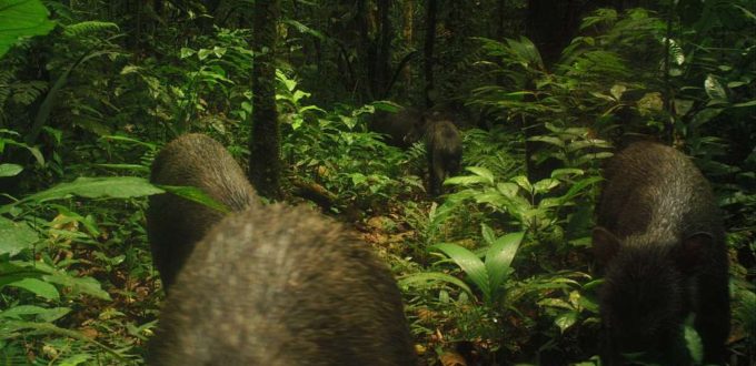 10 Amazing Facts About The Amazon Rainforest In Ecuador Shiripuno Amazon Lodge