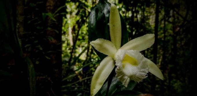 Learn More About The Orchids Of Ecuador Shiripuno Amazon Lodge