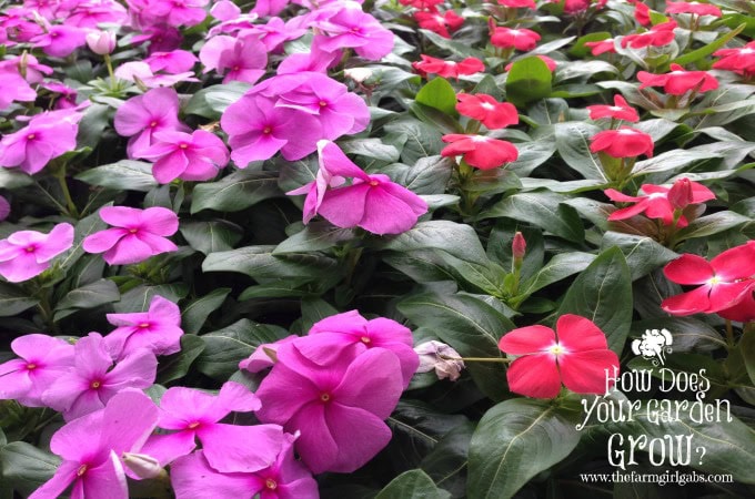 Five Easy Care Garden Flowers Www Thefarmgirlgabs Com