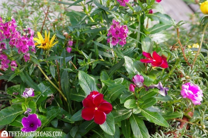 Container Gardening 101: Tips and Tricks For Growing The Most Beautiful Planters On The Block