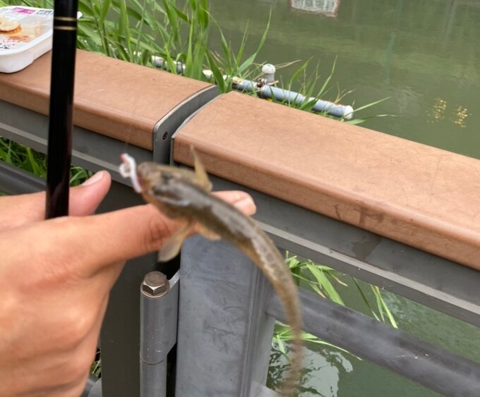 曇りの日のスカイツリー下ハゼ釣りは厳しい 北十間川釣行 釣りウマを目指して