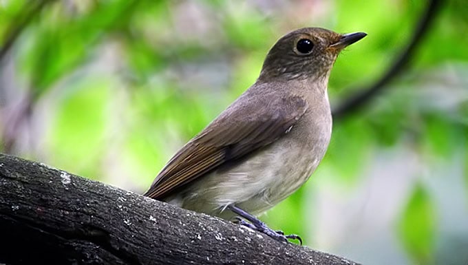 Suara burung betina