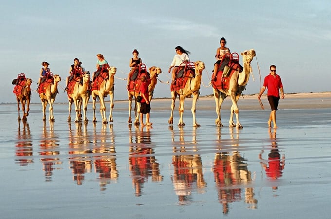 Camels on Cable Beach. Broome, Western Australia