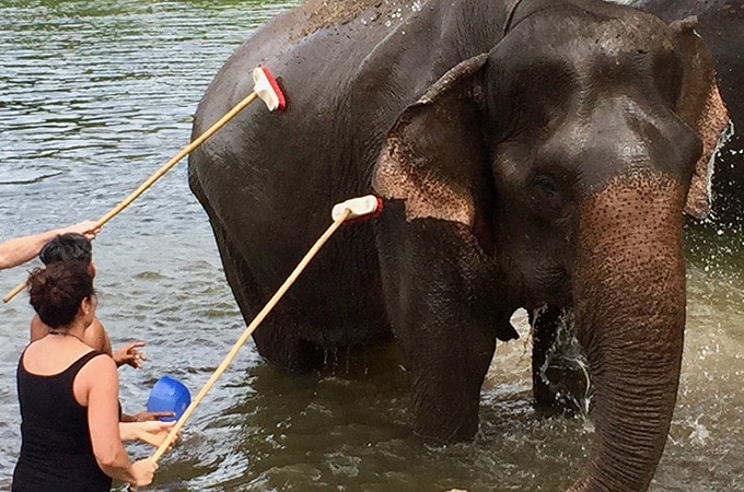 Elephant's World, Thailand