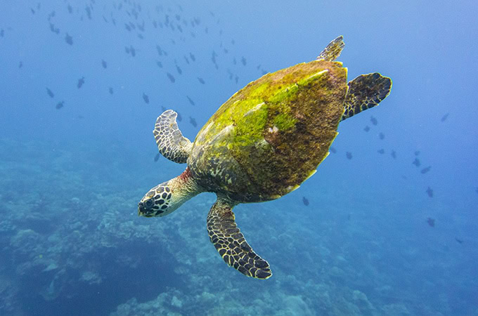Christmas Island
