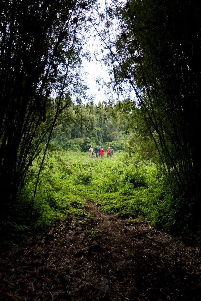 ATI-Rwanda-Mountain-Gorillas-Trek9