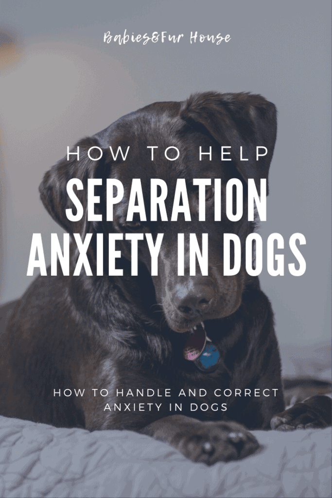 Separation Anxiety in Dogs: How To Help #petanxiety #doganxiety