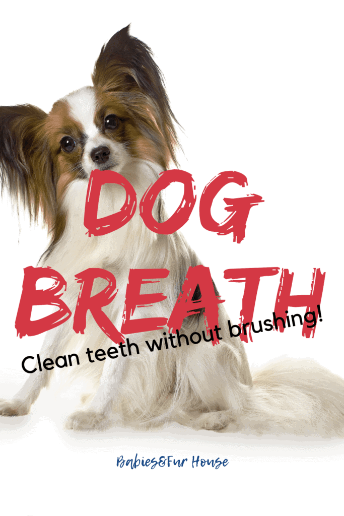 Cleaning Dog's Teeth Without Brushing: Refreshing Dog Breath
#dogbreath #k9 #doghealth