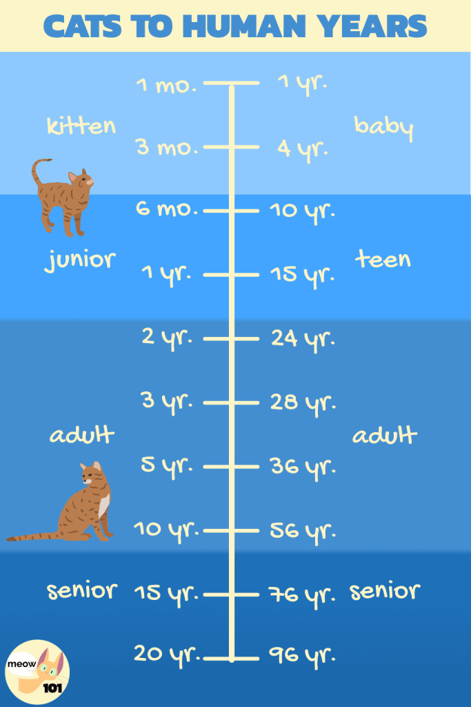 Cat Years to Human Years Chart
