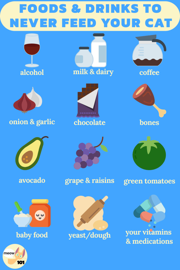 food your cat should never eat